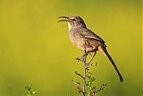 California Thrasherborder=